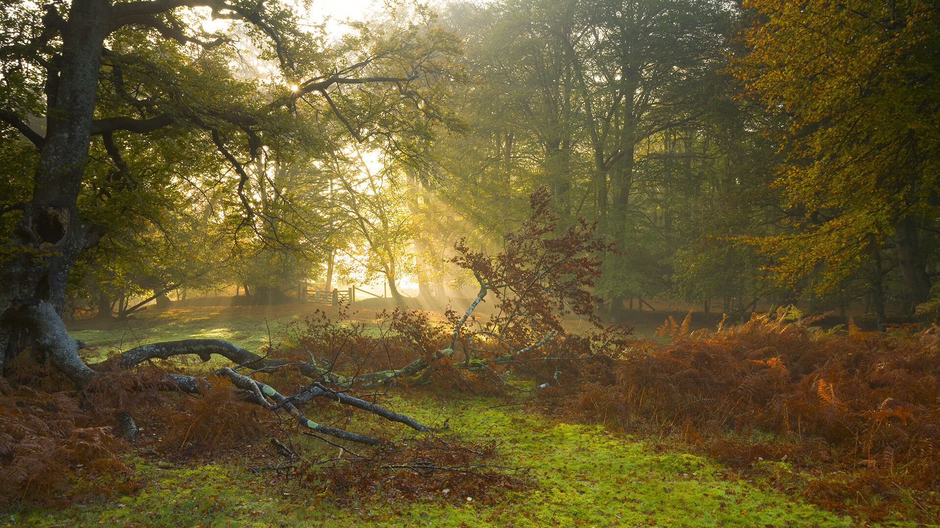 当CBA防线遭遇NBA手术刀,保罗如何肢解广东队的防守体系?