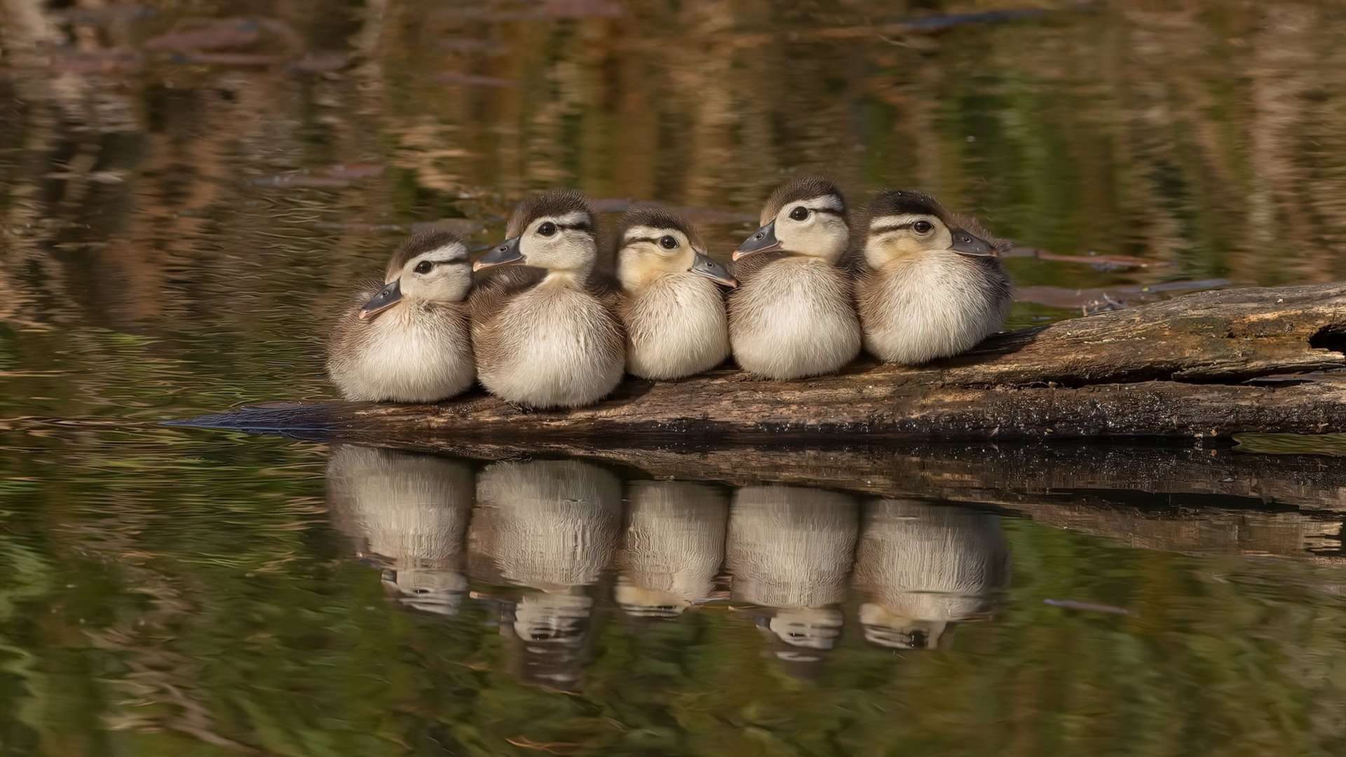 绿茵指挥家，阿克以节奏魔法引领雷恩激战伊拉克