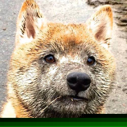 末节狂飙19分！保罗化身边线杀神，山西轻取辽宁迎四连胜