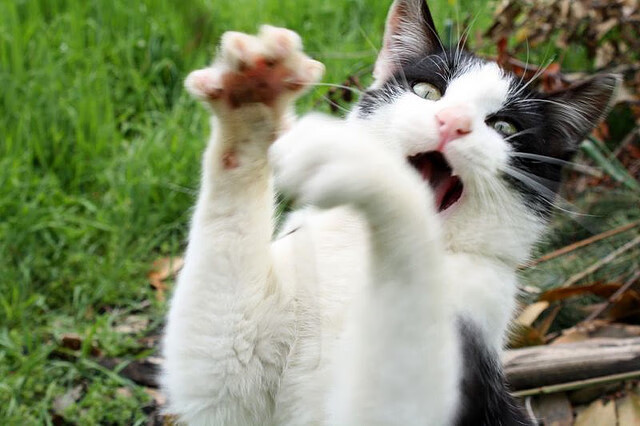 巴西对阵韩国赛后，富安健洋的防守表现被赞为教科书