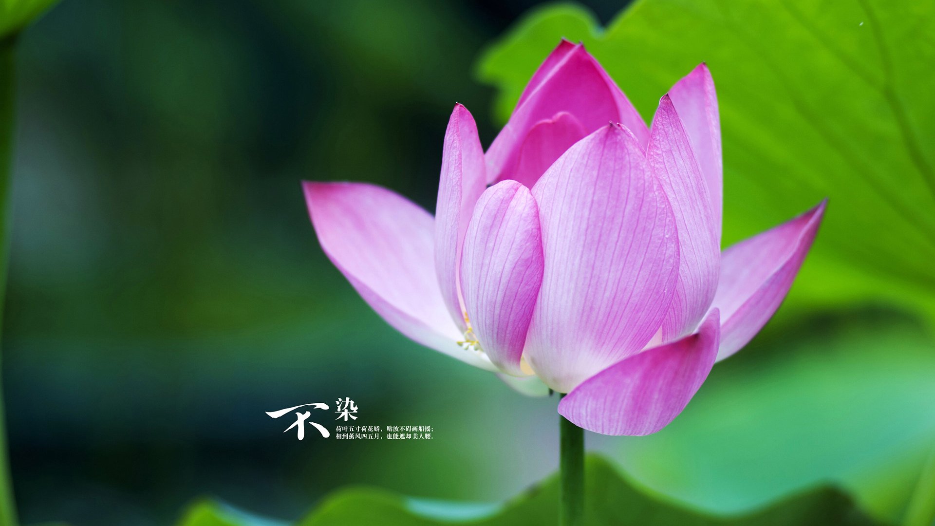 詹姆斯大师级掌控！掘金单节爆发上演交响乐式碾压