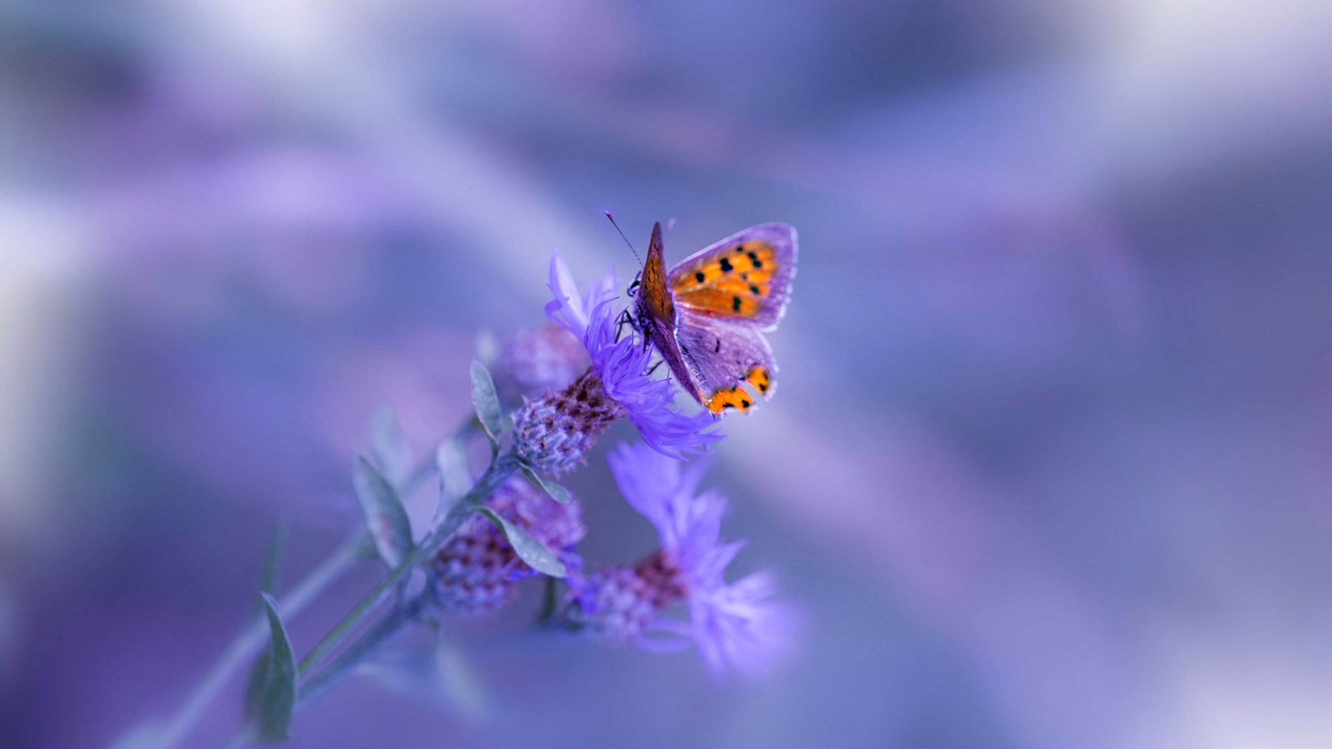 F1年度争冠压哨绝杀，黄蜂车队最后一圈逆袭鹈鹕