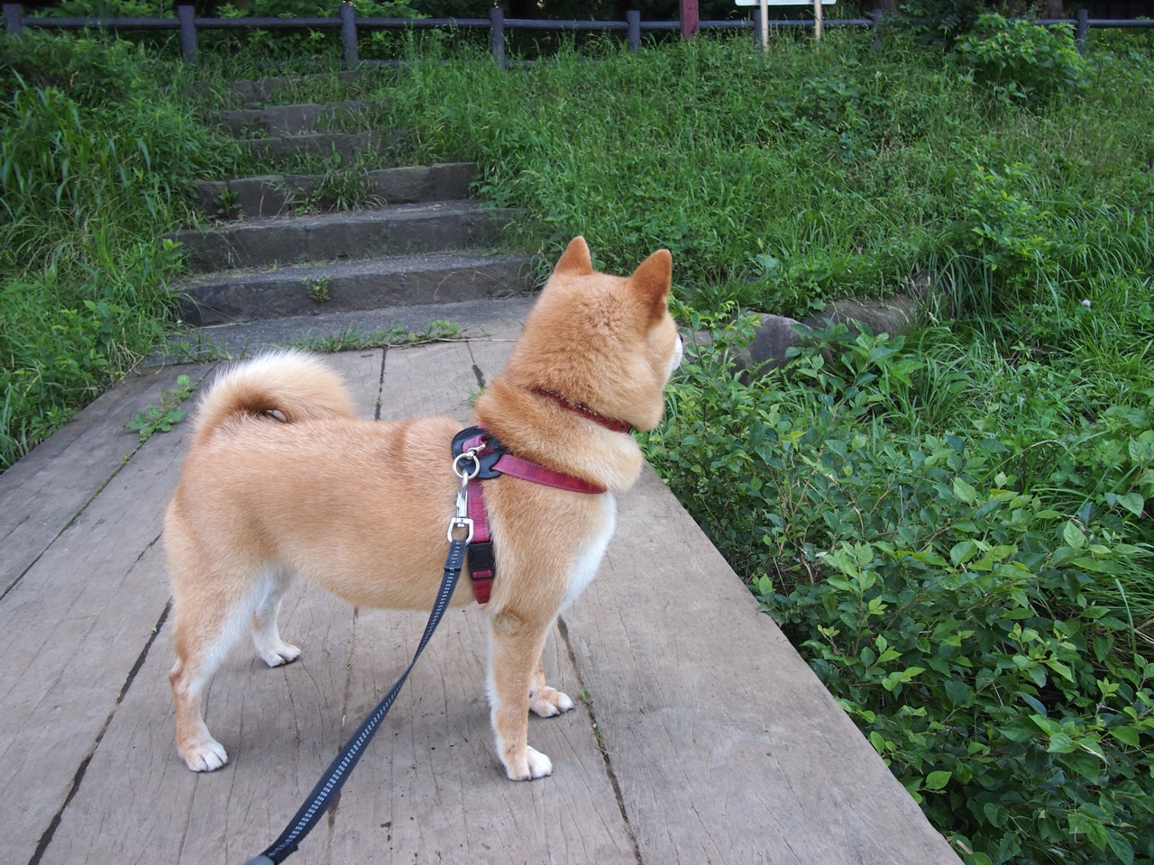 开云体育平台APP-保罗末节封神！活塞爆冷击沉快船，底特律重拾铁血荣耀