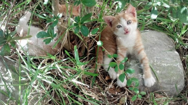 开云体育APP下载-铁血马德里灵魂附体？2026世界杯焦点战，窒息防守能否锁死欧洲红魔比利时