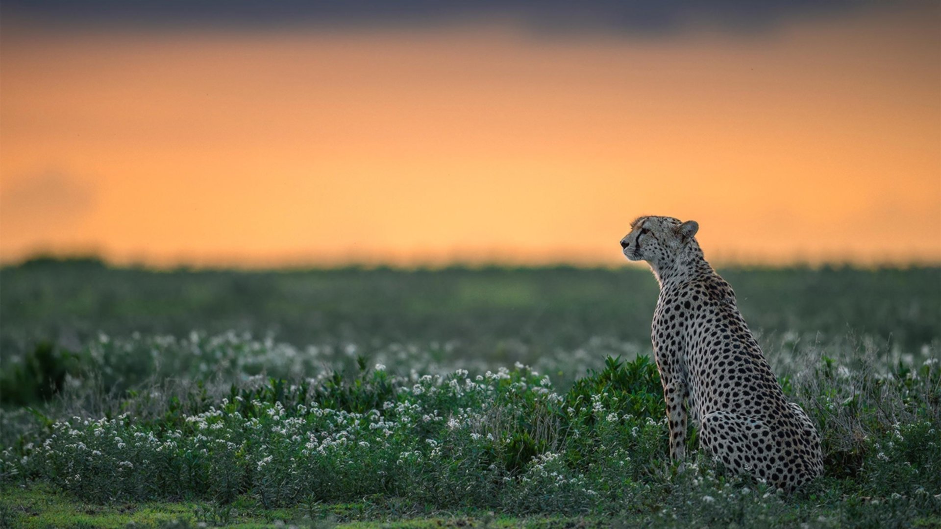 鏖战魔术,哈利伯顿的锋锐与吉林的韧性