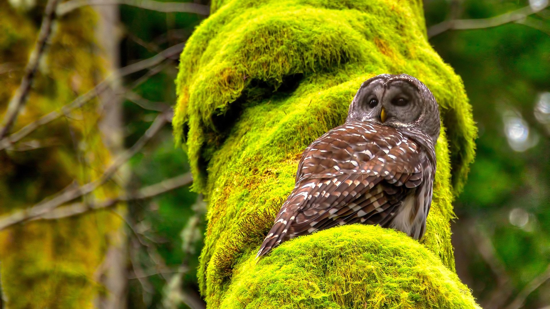 贝恩大场面先生,当孟菲斯灰熊的坚韧遇见辽宁男篮的集体智慧