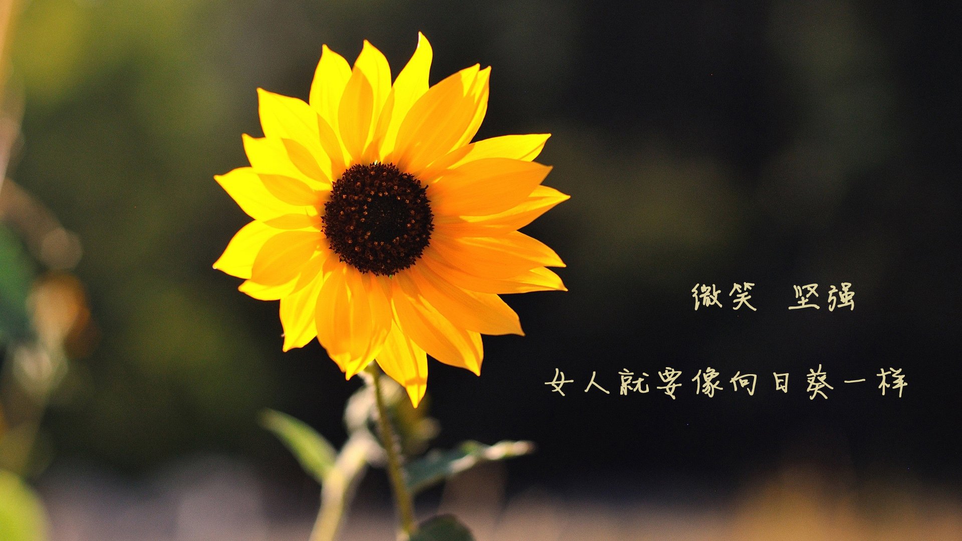 烈焰之战与沉默之碑,阿什拉夫的伯纳乌里程碑之夜