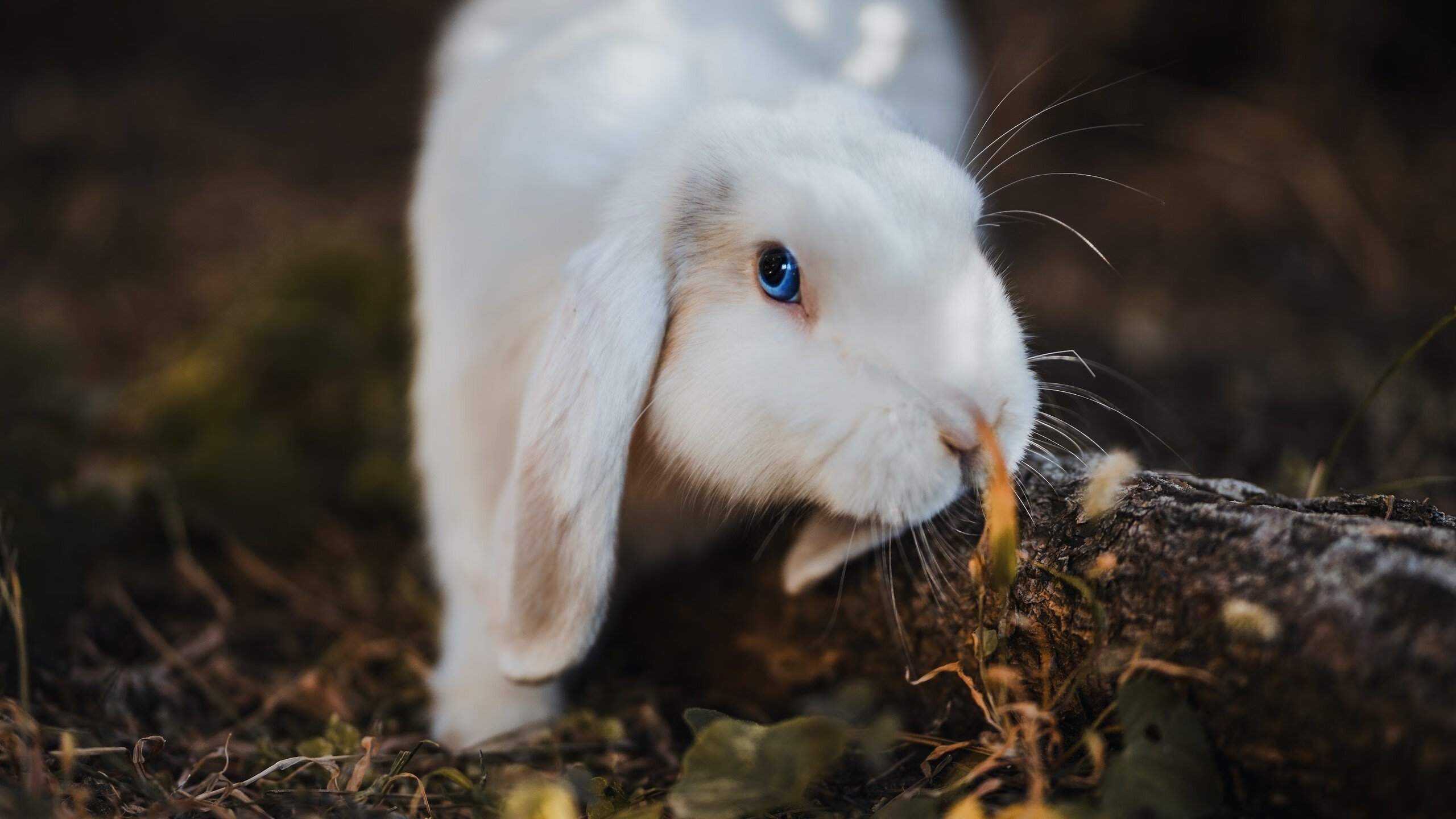 卢卡库制胜一击，曼城狂潮冲垮厄瓜多尔
