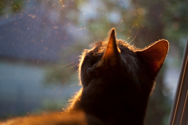 雷霆收割者，西亚卡姆的沉默屠刀与团队胜利的冰冷内核