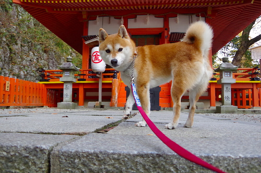 绿茵场上的激情双响，贝林厄姆爆发引领风潮，南非硬仗取胜哥斯达黎加