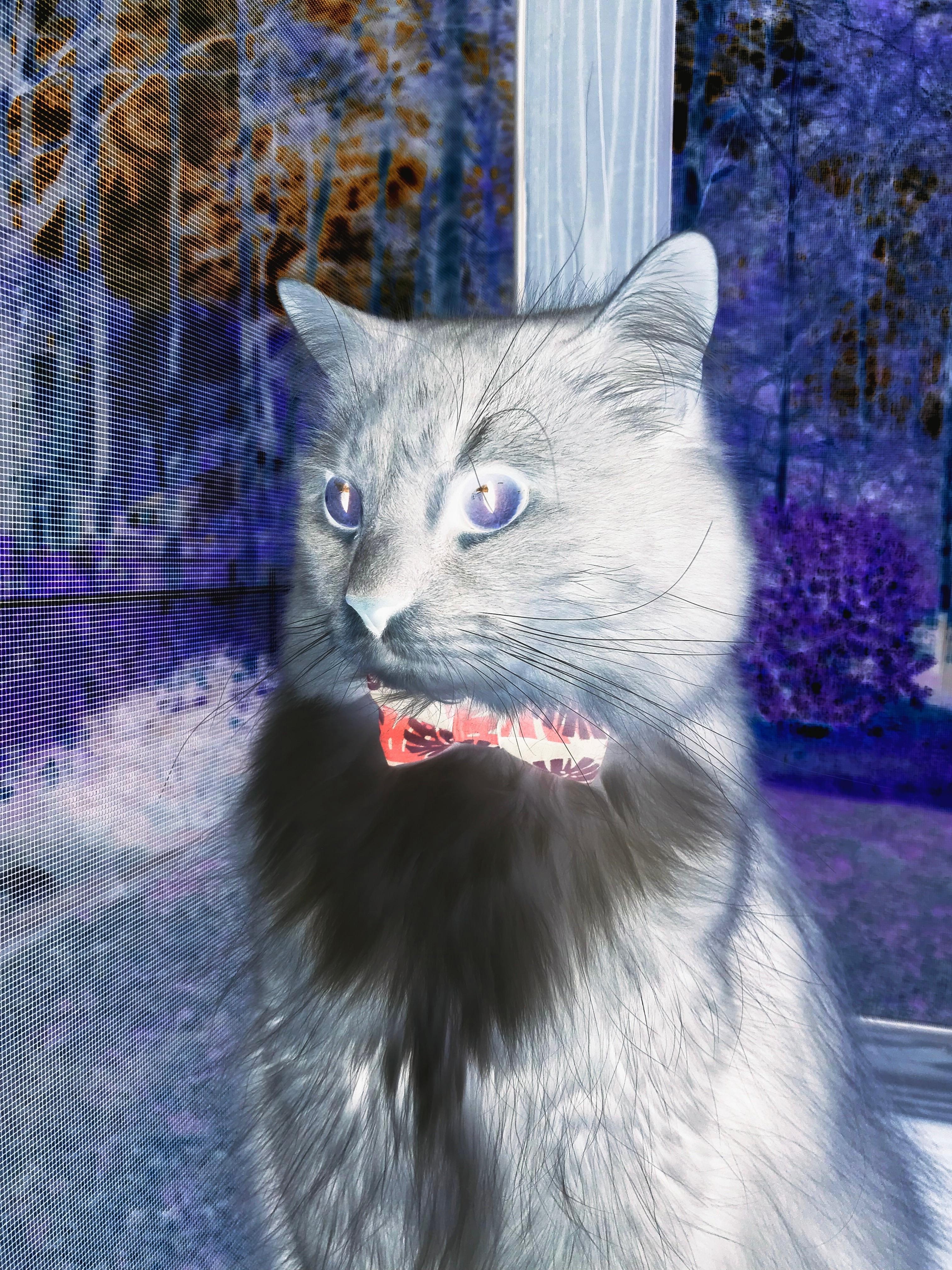 哈利伯顿独木难支,北京队团队篮球粉碎森林狼