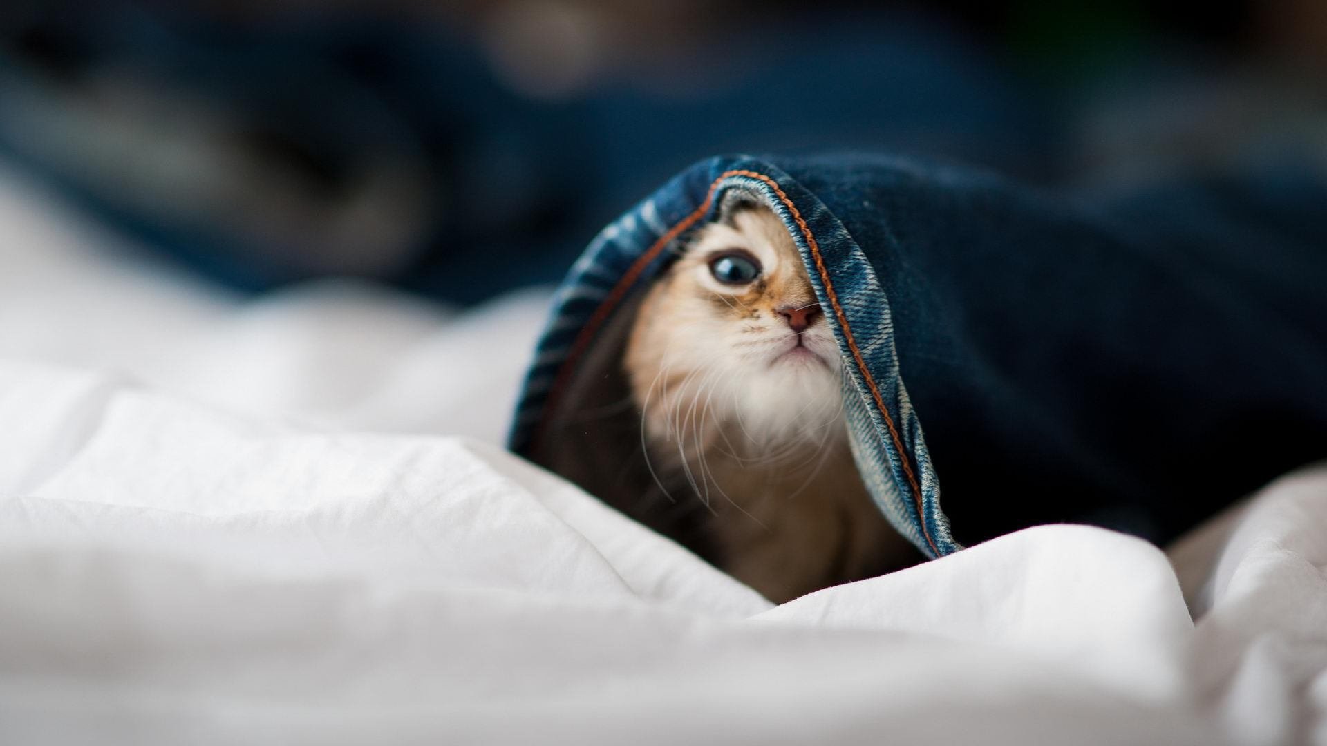 开云体育登录-黄喜灿，莱比锡红牛的节奏引擎，驱动全队碾过牙买加