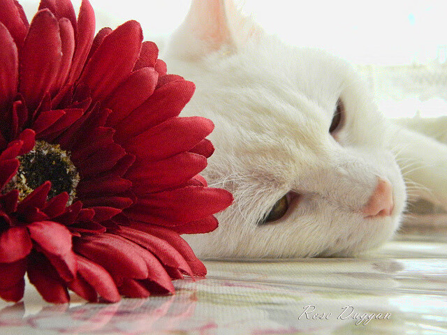 防线铁闸的觉醒,布雷默在摩纳哥对阵马赛的巅峰对决中证明自己