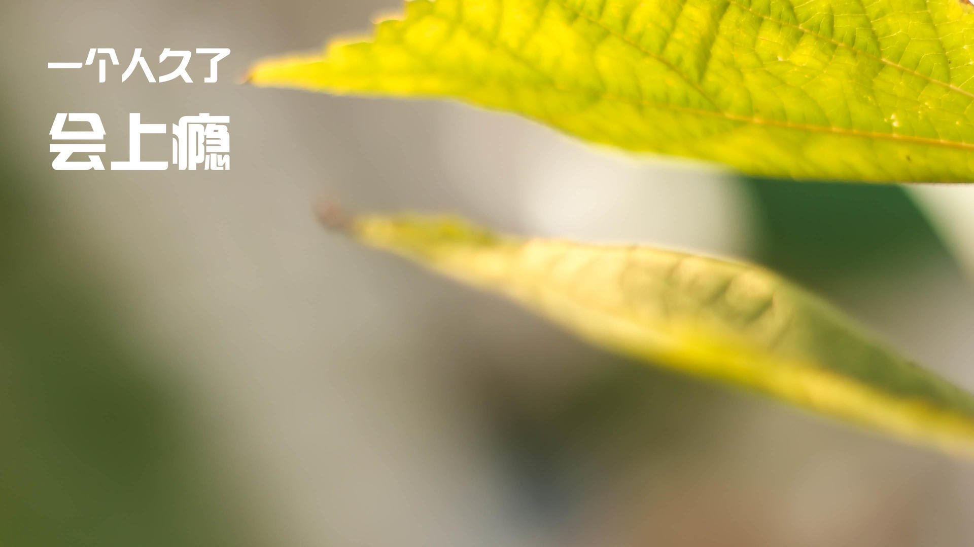 东决关键战之夜,帕尔默,沉默的节奏之王