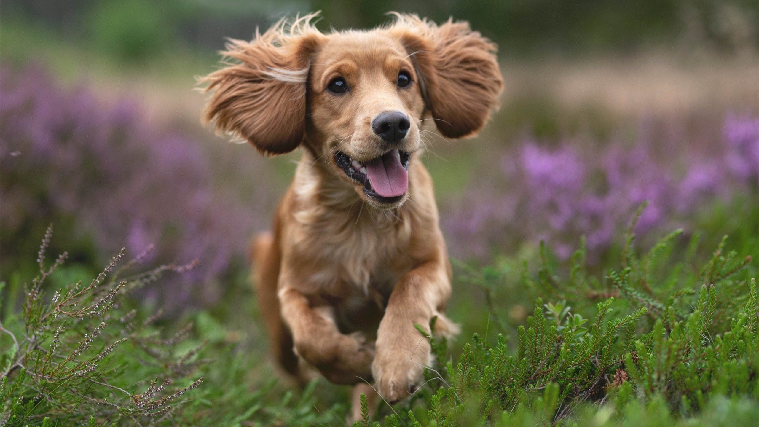 体育叙事革新，当绿茵狂胜遇见赛道接管，多维度的统治艺术